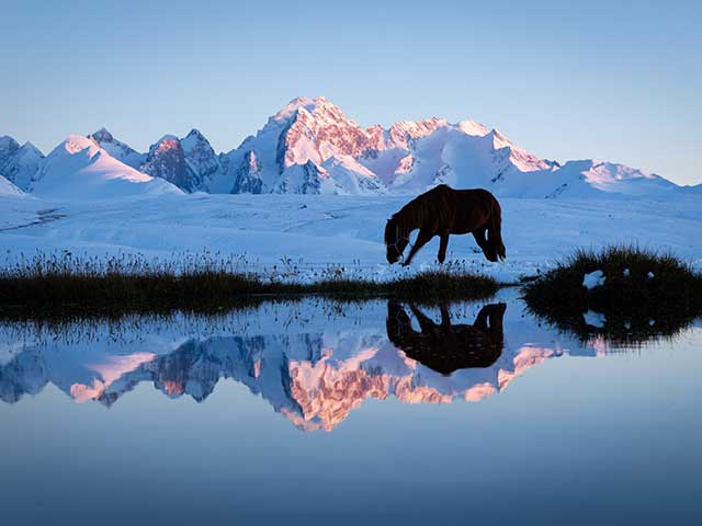Das Bild zeigt ein einzelnes Pferd als Silhouette vor dem Hintergrund von schneebedeckten Bergen bei Sonnenaufgang oder -untergang, das sich in ruhigem Wasser darunter spiegelt.