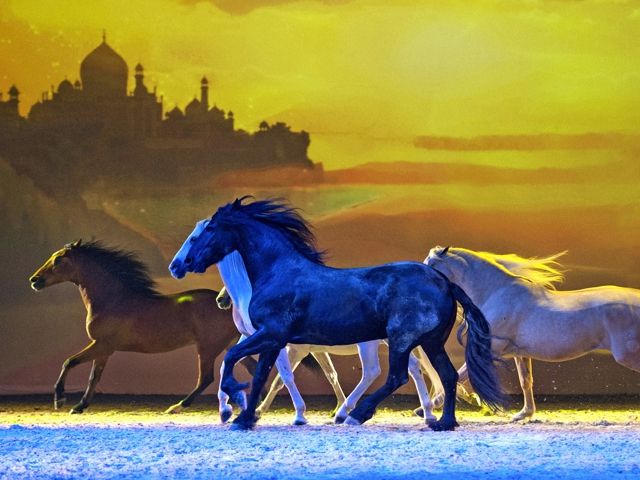 Bild von Cavalluna - Die Farben des Lebens