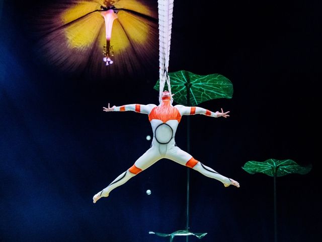 Bild von Cirque du Soleil - OVO