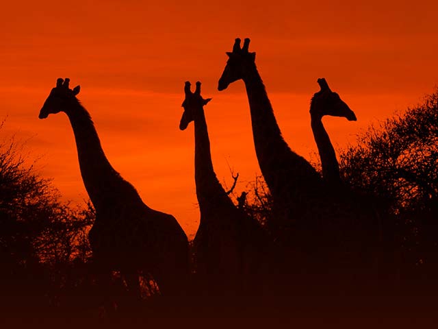 Bild von Südafrika - Von Kapstadt bis zum Krügerpark