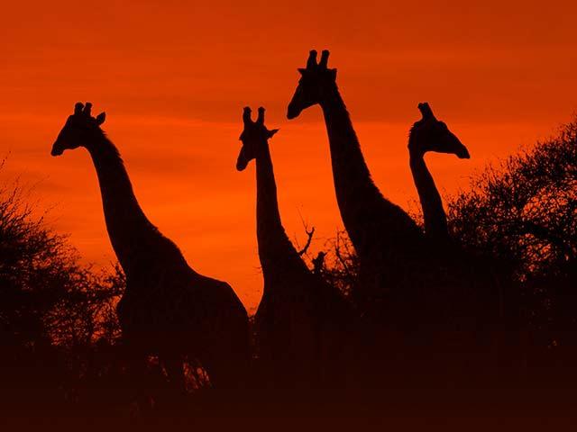 Bild von Südafrika - Von Kapstadt bis zum Krügerpark